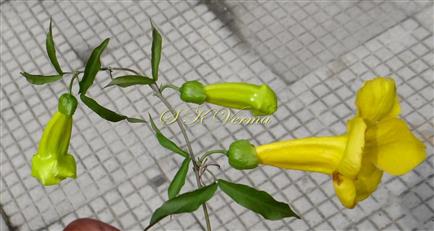  Flowers